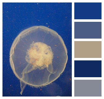 Sea Jellyfish Sea Animal Image